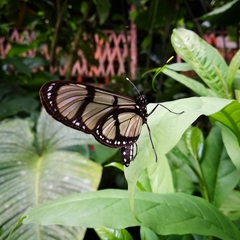 Methona confusa psamathe