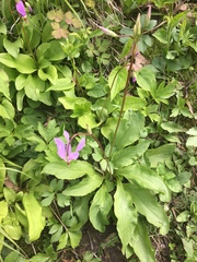 Primula fassettii
