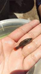 Zoogoneticus tequila