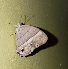 Cissia