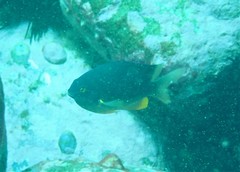 Plectroglyphidodon gascoynei