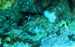 Haliotis coccoradiata