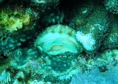 Haliotis coccoradiata