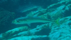 Scomber australasicus