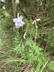 Delphinium carolinianum