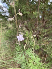 Delphinium carolinianum