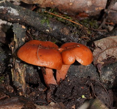 Lactarius eucalypti