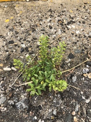 Lepidium virginicum