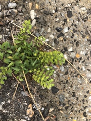 Lepidium virginicum