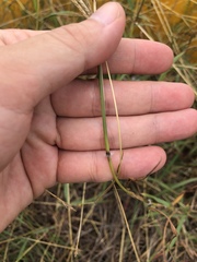 Dichanthium annulatum