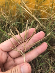 Dichanthium annulatum
