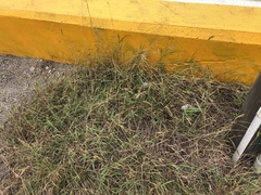 Dichanthium annulatum