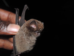 Hipposideros caffer