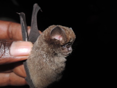 Hipposideros caffer