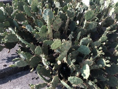 Opuntia stricta