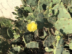 Opuntia stricta