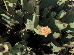 Opuntia stricta