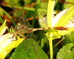 Arigomphus submedianus