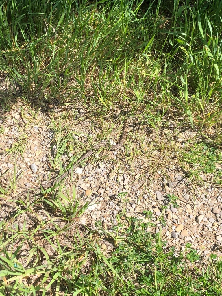 Western Terrestrial Garter Snake from Livingston, MT 59047, USA on June ...