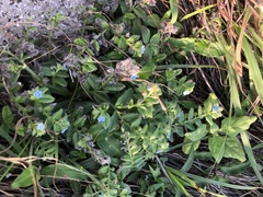 Thyrocarpus sampsonii