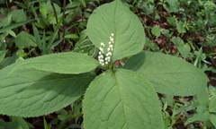 Chloranthus serratus