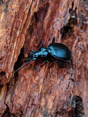 Scaphinotus angulatus