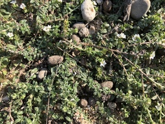 Heliotropium formosanum