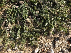 Heliotropium formosanum