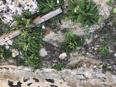 Digitaria heterantha