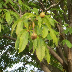 Aesculus indica