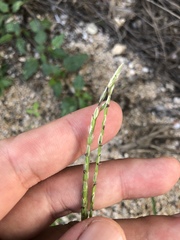 Digitaria heterantha