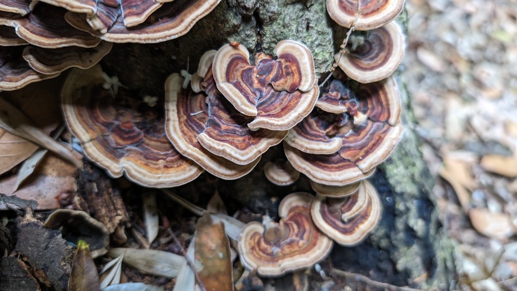 Microporus affinis · June 2024 · photo: © atsushi_nakajima_cirque (iNaturalist, cc-by)