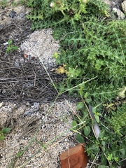 Digitaria heterantha