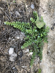 Thyrocarpus sampsonii