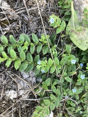 Thyrocarpus sampsonii