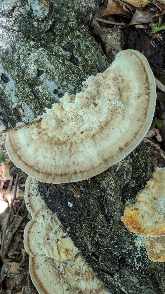 Trametes orientalis · June 2024 · photo: © atsushi_nakajima_cirque (iNaturalist, cc-by)
