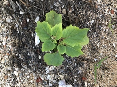 Physalis minima