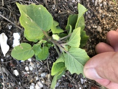 Physalis minima