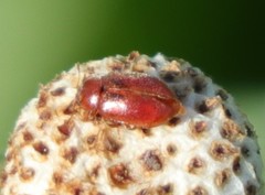 Coccidula rufa