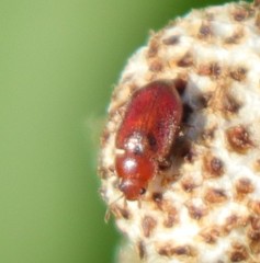 Coccidula rufa