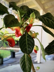 Impatiens niamniamensis
