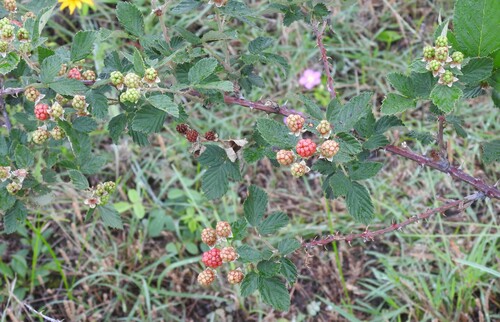 Image of Rubus serissimus by (c) saltyhiker, some rights reserved (CC BY)
