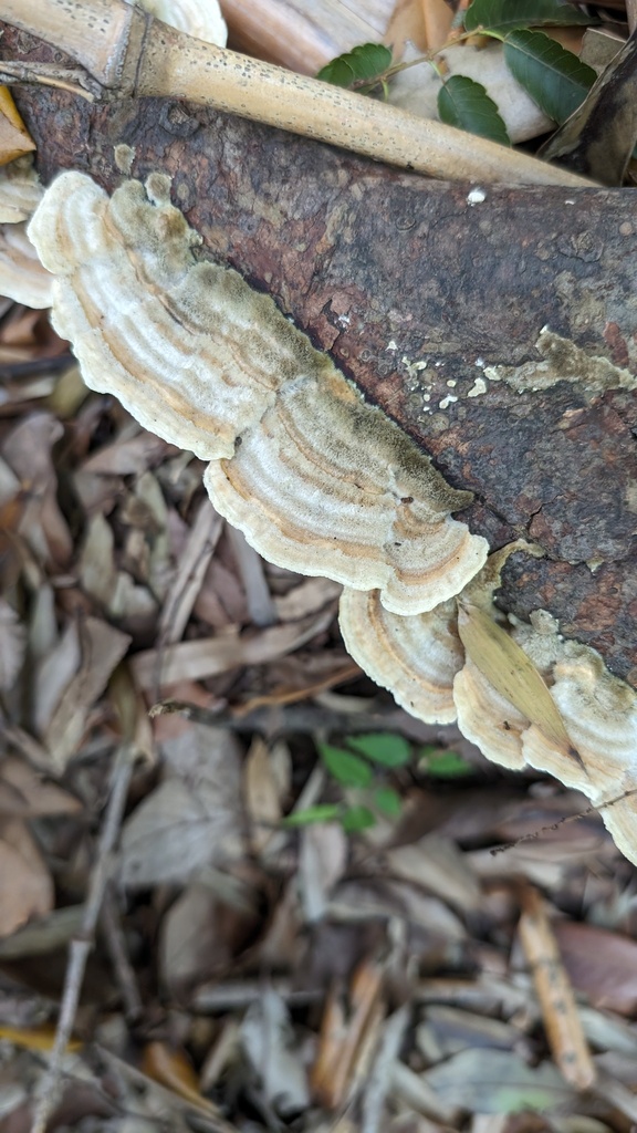 Trametes hirsuta · June 2024 · photo: © atsushi_nakajima_cirque (iNaturalist, cc-by)