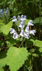 Scutellaria brachyspica