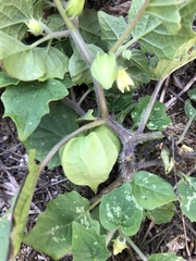 Physalis minima