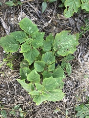 Physalis minima