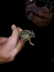 Pleurodema brachyops