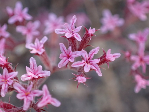 Chorizanthe xanti S.Watson