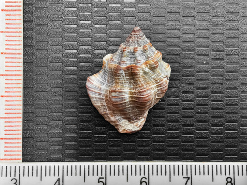 Cantharus ringens observed 2024-04-08