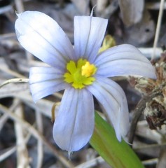 Sisyrinchium nashii